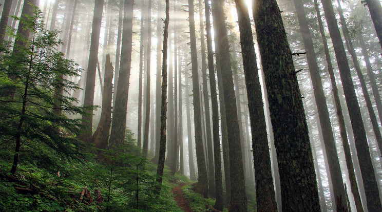 ijesztő hang jön az erdő mélyéről /Fotó: Profimedia-Reddot
