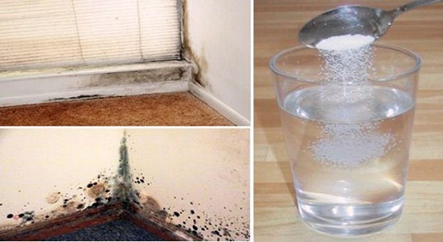    get rid of black mold