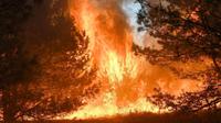 Zrobili sobie grilla, lasy płonęły wiele dni. Studenci z Włoch muszą zapłacić 27 mln euro kary