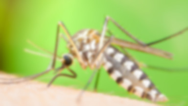 Atak komarów tygrysich we Francji