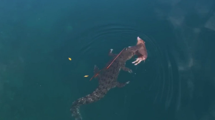 A nyílt óceánra szökött a krokodil