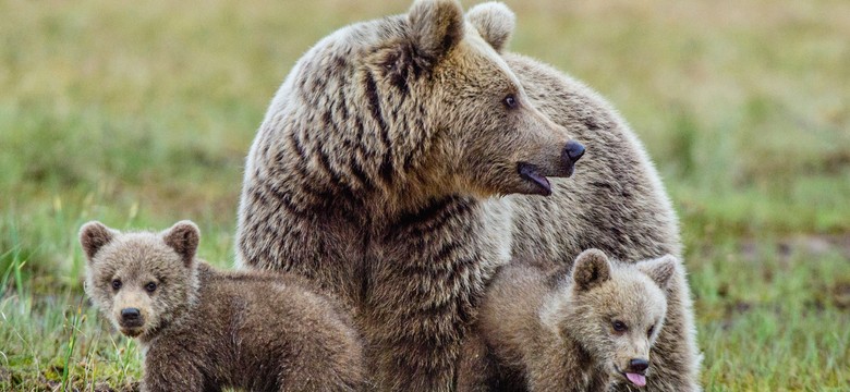 Niedźwiedzica z młodymi w Dolinie Pańszczycy w Tatrach – szlak zamknięty