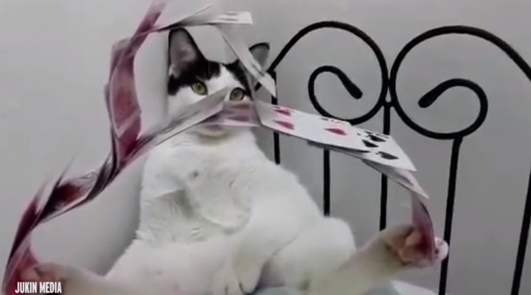 Ez a macska hihetetlen kártyatrükkre képes /Fotó: Mirror