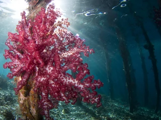 Rafa koralowa Raja Ampat