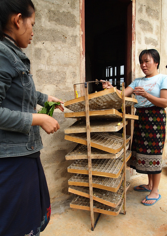 Jedwabniki dają pracę w Laosie wielu osobom, fot. Anna Białek