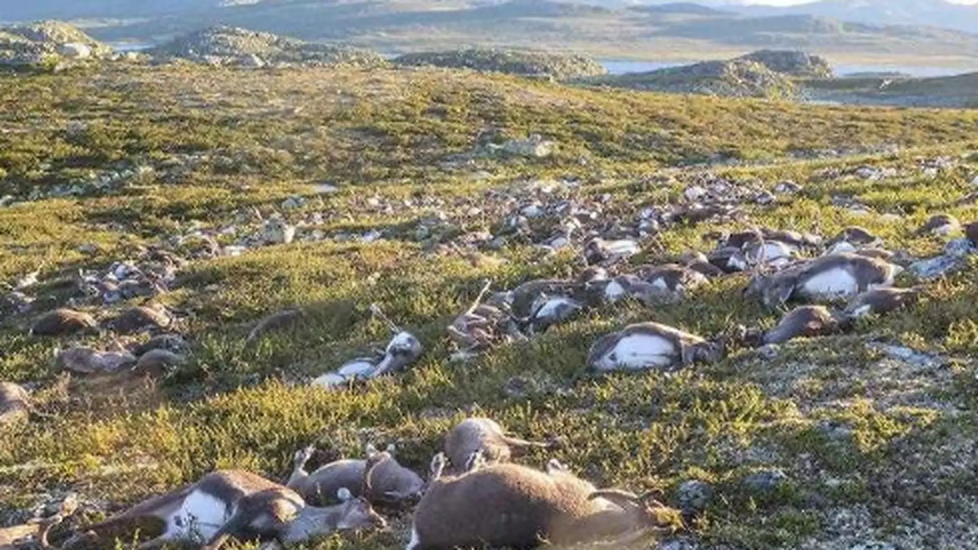 Ponad 300 martwych reniferów w Norwegii. W stado uderzył piorun?