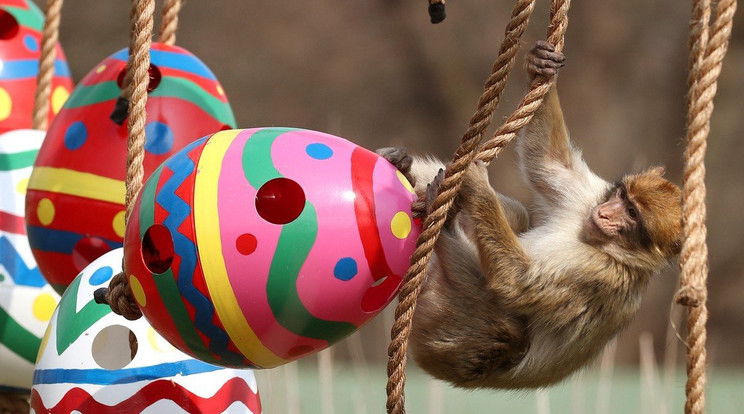 Makákók húsvétja a Blair Drummond Safari Parkban. /Fotó: Profimedia