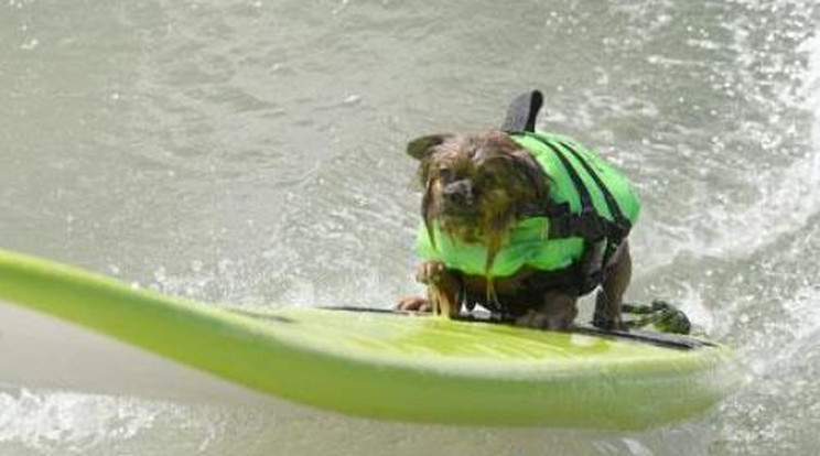 Így szörföznek a kutyák – fotók!