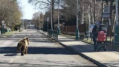 Zapadł wyrok na niedźwiedziu, który wtargnął do Liptowskiego Mikulasza