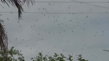 Tysiące pająków zaatakowały miasteczko w Brazylii