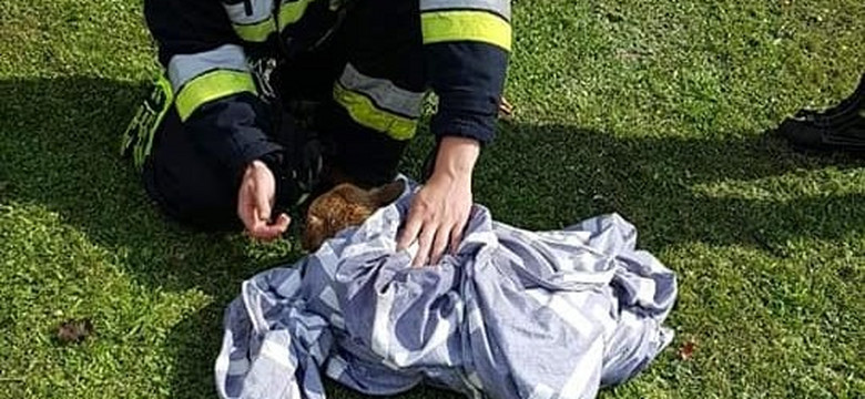 Grzybiarz uratował psa, który topił się w studni. "Szacunek za akcję" [ZDJĘCIA]