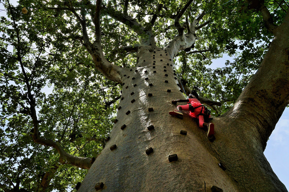 Jedyny na świecie park do akrobacji w baobabach