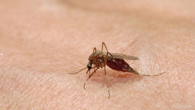 Kogo lubią komary i jak się przed nimi chronić?