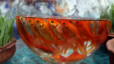 Złota rybka jako prezent czyli Novruz (Nowy Rok) w Iranie - zdjęcie dnia