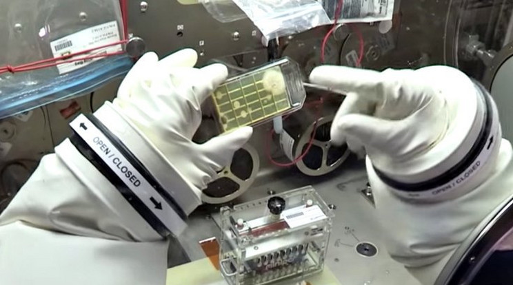 Először azonosítottak mikroorganizmusokat a Nemzeti Űrállomás fedélzetén / Fotó: NASA