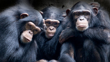 Szympansy stosują taktykę obronną znaną wyłącznie ludziom