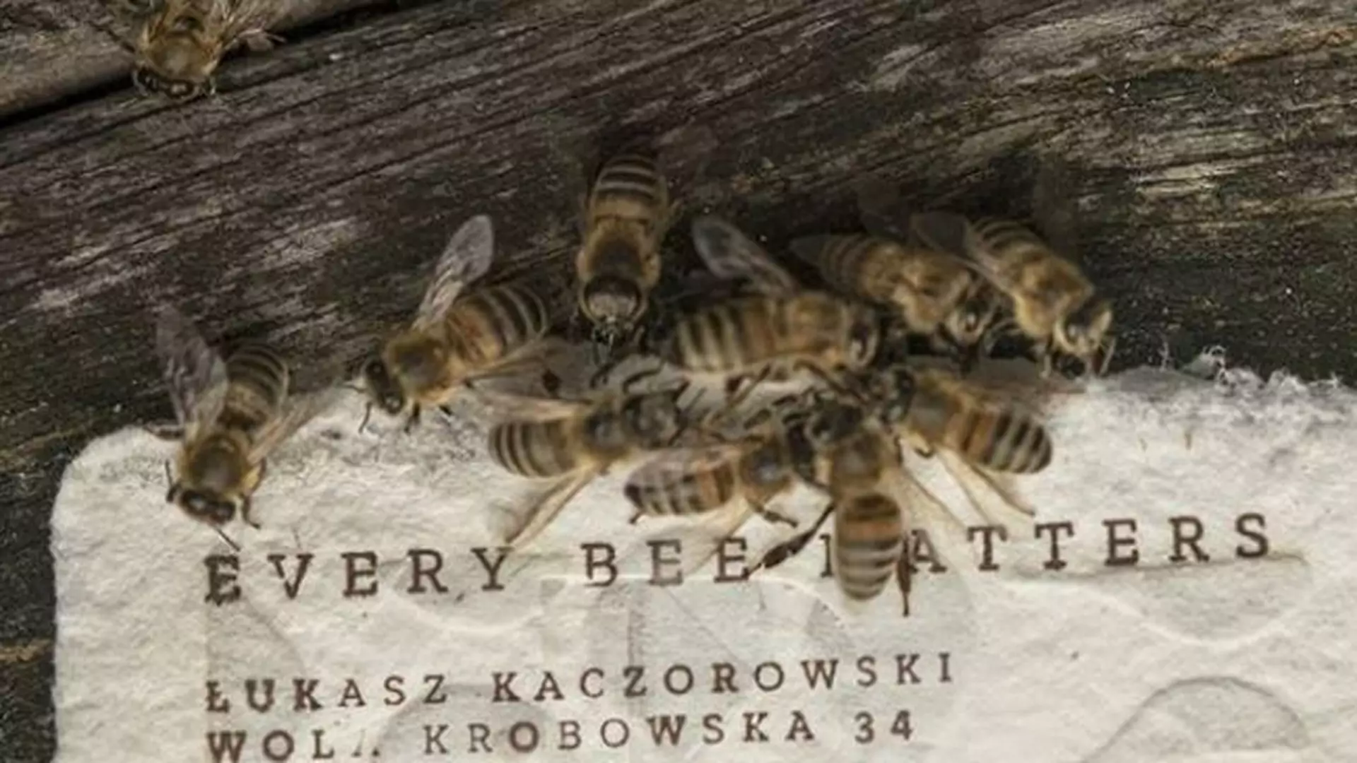 Polacy stworzyli papier, który ratuje pszczoły i dodaje im energii