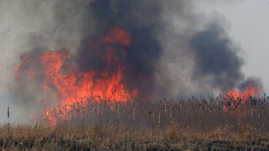 Zagrożenie pożarowe w całym kraju. Leśnicy będą zmuszeni do zamknięcia lasów