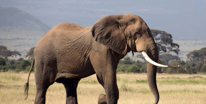 Słonie są bezpieczne w Kenii, ale mogą zginąć, jeśli przekroczą granicę z Tanzanią. Tak jak wielki Gilgil