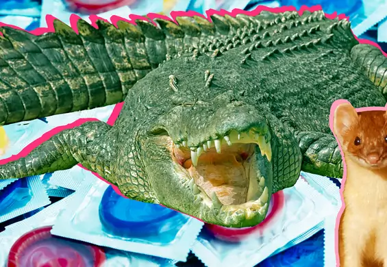 Co ma krokodyl do prezerwatywy? 7 najdziwniejszych sposobów zapobiegania ciąży, które testowali ludzie