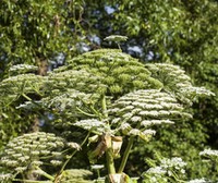 如何自己搭建梯子上外网