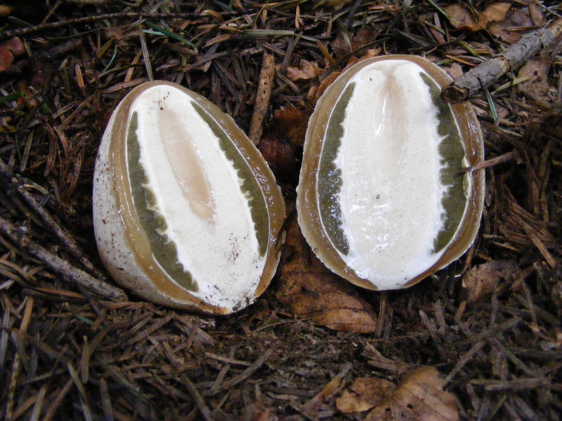 Młody owocnik sromotnika smrodliwego, tzw. czarcie jajo w przekroju