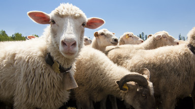 Owce wtargnęły do szklarni z marihuaną. "Skakały wyżej niż kozy"