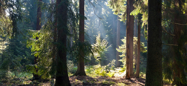 Puszcza Białowieska - ostatni taki las
