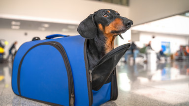 Lotnisko w sylwestra pomaga psom. Zaskakująca propozycja w Niemczech