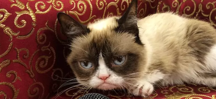 Ile Grumpy Cat zarobił na niezadowolonej minie?