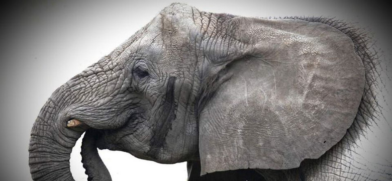 Nie żyje słonica z warszawskiego zoo. "Żegnaj nasza słoniowa Żelazna Damo"