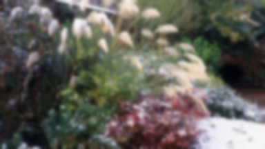 Piękny ogród zimą – dzięki tym prostym wskazówkom to możliwe