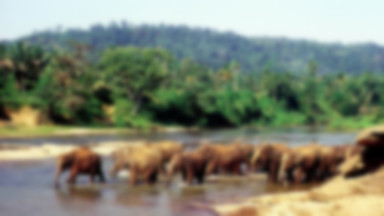 Sri Lanka: pierwszy... spis słoni
