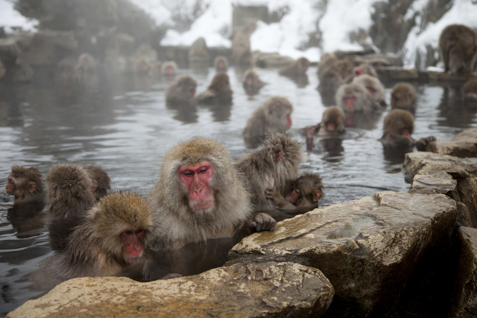 Najlepsze naturalne SPA na świecie - Jigokudani Park Małp, Japonia