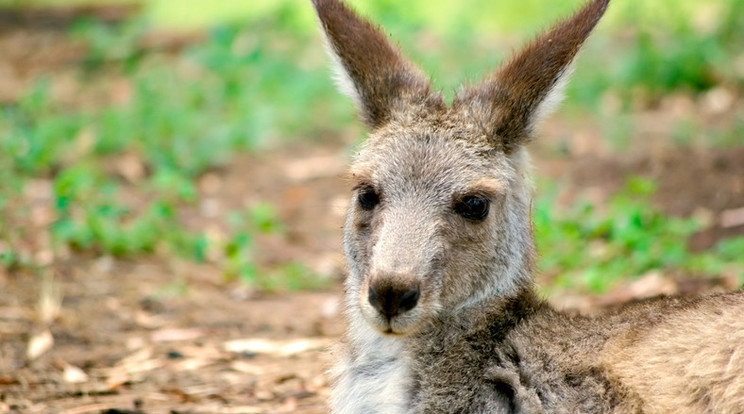 A kenguru nem akart lemenni a pályáról /Illusztráció: Northfoto
