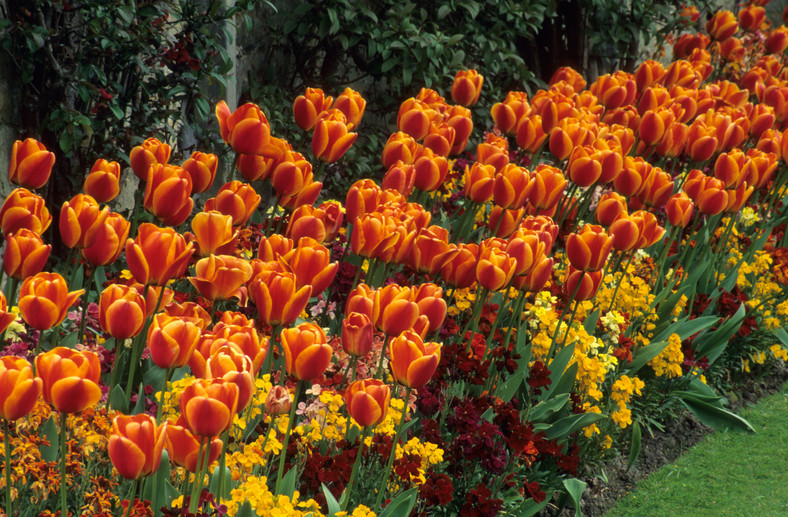 Tulipany typu Triumph "Kees Nelis"