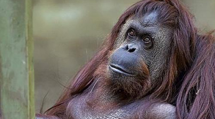 Beszédet utánoz az orangután