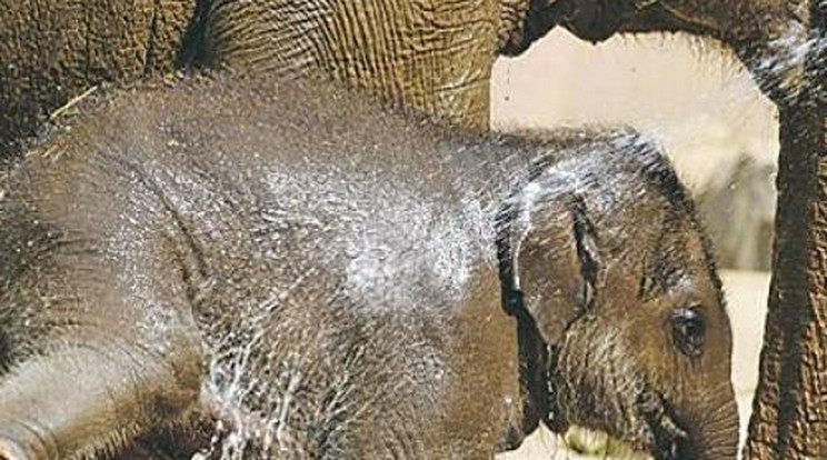 Így úszta meg a kánikulát az állatkert kiselefántja