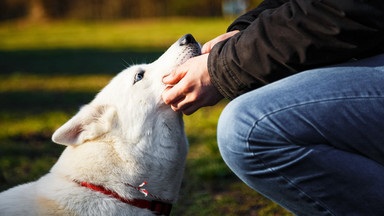 W kawiarniach i restauracjach Białegostoku wolontariusze zachęcają do adopcji psów ze schroniska