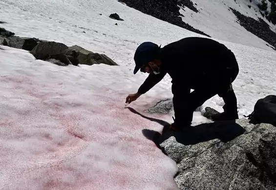 W Alpach pojawił się różowy śnieg. Naukowcy boją się skutków