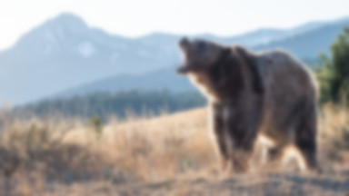 Polski turysta zaatakowany przez niedźwiedzia w Rumunii