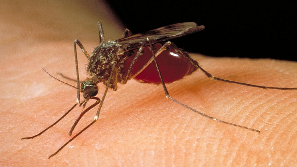Sposób na komary w domu i w ogrodzie