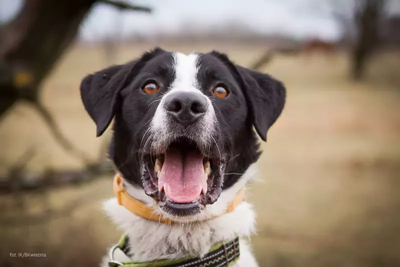 Jantar, jeden z psiaków do adopcji