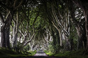 The Dark Hedges - niezwykła aleja w Irlandii Północnej