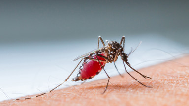 Grafen przeciwko komarom? Zaskakujące wyniki badań naukowców