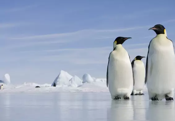 Padł rekord ciepła na Antarktydzie. Kontynent rozpływa się na naszych oczach
