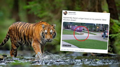 Po podwórku w Teksasie spacerował tygrys. Mieszkańcy byli oburzeni