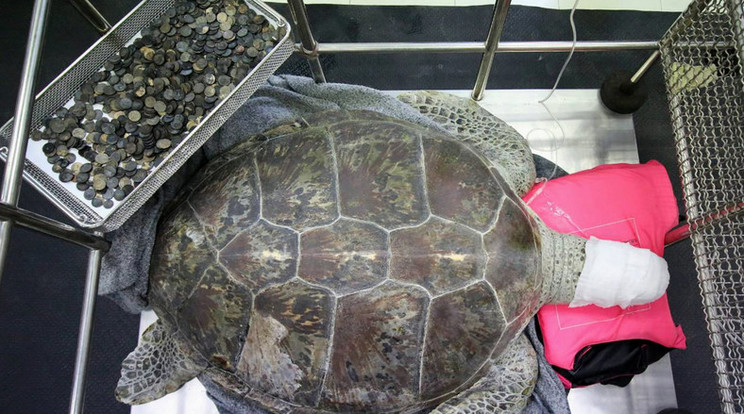 Közel 1000 érmét nyelt le a teknős, vérmérgezésben elpusztult / Fotó: MTI