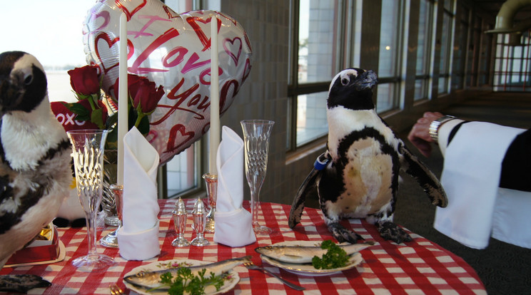 A pingvin párnak külön asztalt és pincért biztosítottak /Fotók: Tumblr