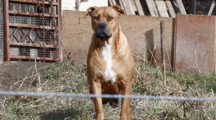 Három ilyen robosztus pitbull kutya támadt a testvérpárra az utcán. Ez a kutya tegnap is a kertben volt /Fotó: Fuszek Gábor